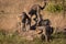 Four cheetah cubs playing on dead branch