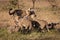 Four cheetah cubs playing on dead log