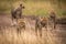 Four cheetah cubs walking down dirt track