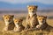 Four cheetahs resting together on the savanna