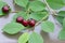 Four cherries on a gray background