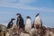 Four of chick penguins on the stone nest on the Antarctica background. Gentoo baby, Argentine Islands.