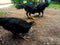 four chickens eating rice in front of the house