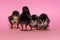 of the four chickens standing in a row, one turned away, and one walked back and went to the toilet on a pink background. Concept