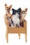 Four chihuahuas on a chair