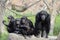 Four chimps on a rock