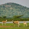 Four Chinkara gazelles in a grassy plain with mountains in the background