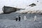 Four Chinstrap penguins in Antarctica