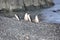 Four Chinstrap penguins in Antarctica