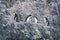 Four chinstrap penguins stand on rocky ledge