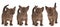 Four chocolate colored European burmese kittens
