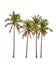 Four coconut palm trees