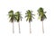Four coconut palm trees isolated on white background.