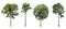 Four Collection of isolated trees on a white background. Beautiful tree It is suitable for use in decorating, decorating, and