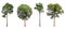 Four Collection of isolated trees on a white background. Beautiful tree It is suitable for use in decorating, decorating