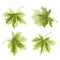 Four Colored leaves Maple the green background vintage vector botanical illustration editable