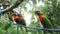 Four colorful exotic birds