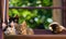 Four colorful kittens on a natural background. Summer shot