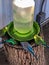 Four colorful parakeets drinking water