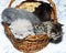 Four colors - blue, fawn, brown, tabby kittens in a basket