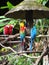 Four colourful parrots standing on under the shelter inside a zoo