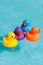 Four colourful rubber ducks, a family of ducks