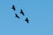 Four Common Ravens Flying in a Blue Sky