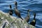 Four cormorants