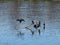 Four Cormorants Dry Their Feathers