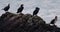 Four Cormorants perch on a rock on the Anglesey Coastperch on a rock on the Four gullimots perch on a rock on the Anglesey Coast