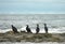 Four Cormorants Phalacrocorax carbo