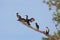 Four Cormorants Rest on a Branch