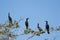Four Cormorants in tree