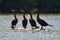 Four cormorants and a turtle sitting on a log in a lake