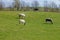 Four cows on green pasture