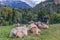 Four cows laying on meadow in Grengiols, Switzerland. Famous Brown Swiss cattle with cowbell. Swiss brown cattle. American Brown