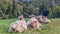 Four cows laying on meadow in Grengiols, Switzerland. Famous Brown Swiss cattle with cowbell. Swiss brown cattle. American Brown