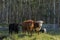 Four cows in a meadow