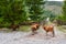 Four cows in a mountain village, looking at the camera