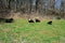 Four Cows Resting in a Field