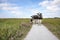 Four cows stroll along a path with purple flowers on either side on a summer day on the island of Schiermonnikoog