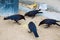 Four crows in the city eating offal next to dustbin
