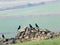 Four crows perched on an old stone wall in a field with green hillside meadows and gates in the distance