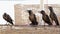 Four crows sit on the fence.