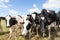Four curious black and white Holstein dairy cows peering at the