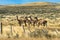 Four curious guanaco lamas in pampa in Argentina