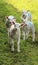 Four curious lambs in a field