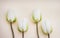 Four cute artificial white tulips in pastel background. Concept for Mother`s Day celebration.