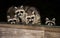 Four cute baby raccoons on a deck railing