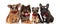 Four cute dogs with bowties and sunglasses on white background